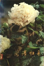 菏泽牡丹