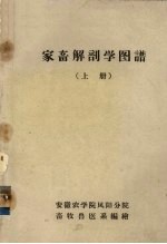 家畜解剖学图谱  上