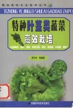 特种叶茎类蔬菜高效栽培