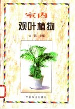 室内观叶植物