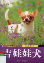 吉娃娃犬  天之轿子