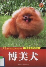 博美犬  灵动的艺术品