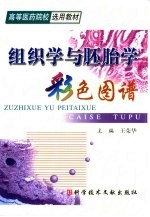 组织学与胚胎学彩色图谱