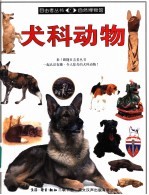 犬科动物