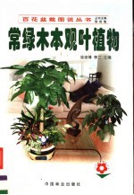 常绿木本观叶植物