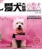 小型犬  爱犬大联盟