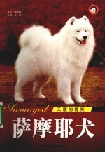 天使的微笑  萨摩耶犬