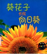 成长记  葵花子长成向日葵