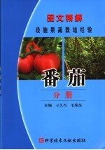 图文精解设施果蔬栽培经验  番茄分册