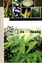 浙江野菜100种精选图谱