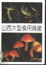 山西大型食用真菌