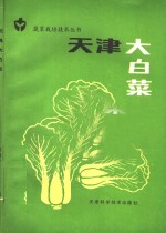 天津大白菜