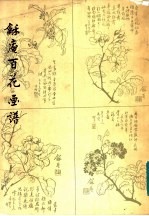 龢庵百花画谱