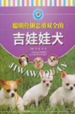 聪明伶俐忠勇双全的吉娃娃犬