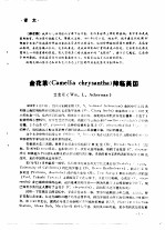 金花茶 Camellia chrysantha 降临美国