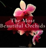 THE MOST BEAUTIFUL ORCHIDS