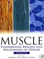 MUSCLE  FUNDAMENTAL BIOLOGY AND MECHANISMS OF DISEASE  VOLUME 1