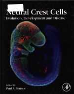 Neural crest cells evolution