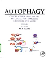 Autophagy cancer