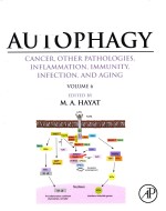 Autophagy cancer