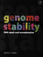 Genome stability DNA repair and recombination