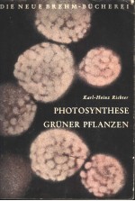 PHOTOSYNTHESE GRUNER PFLANZEN