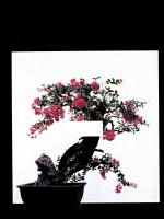 THE CHINESE ARTOF BONSAI & POTTED LANDSCAPES