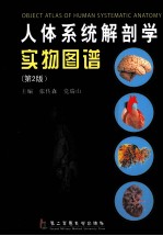 人体系统解剖学实物图谱