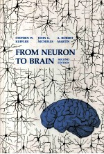 From neuron to brain:a cellular and molecular approach to the function of the nervous system  （Secon