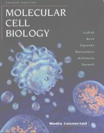 MOLECULAR CELL BIOLOGY FOURTH EDITION