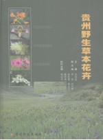 贵州野生草本花卉