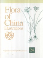 FLORA OF CHIAN  iLLUSTRATIONS  24