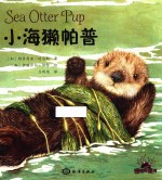 小海獭帕普