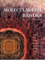 MOLECULAR CELL BIOLOGY SEVENTH EDITION