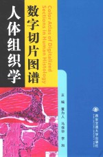 人体组织学数字切片图谱  汉英对照