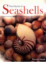 THE WORLD OF SEASHELLS