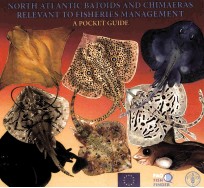 NORTH ATLANTIC BATOIDS AND CHIMAERAS RELEVANT TO FISHERIES MANAGEMENT