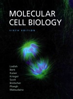 Molecular cell biology sixth edition