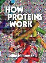 How proteins work