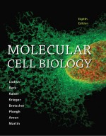 MOLECULAR CELL BIOLOGY EIGHTH EDITION