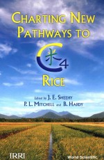 Charting New Pathways to C4 Rice